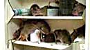 rats in the medicine cabinet