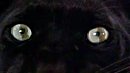 Gunn reflected in the cat's eyes