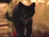 misskitty422.jpg (37841 bytes)